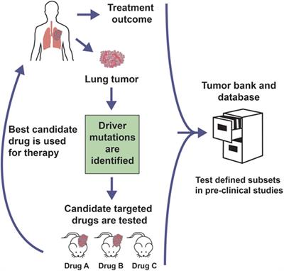 Patient-Derived Xenograft Models of Non-Small Cell Lung Cancer and Their Potential Utility in Personalized Medicine